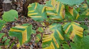 Beech leaves showing dark banding associated with beech leaf disease.