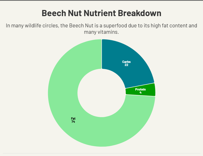 Chart showing nutrient composition of beech nuts.
