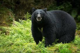 Black bear in forest undergrowth