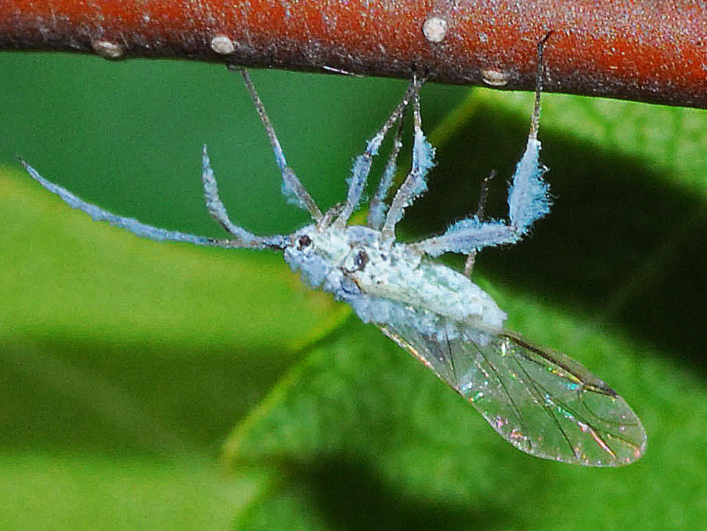 Small insect near a beech trunk