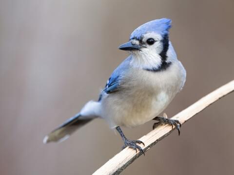 Blue jay perched on a branch