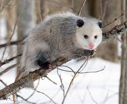 Opossum behind leaves