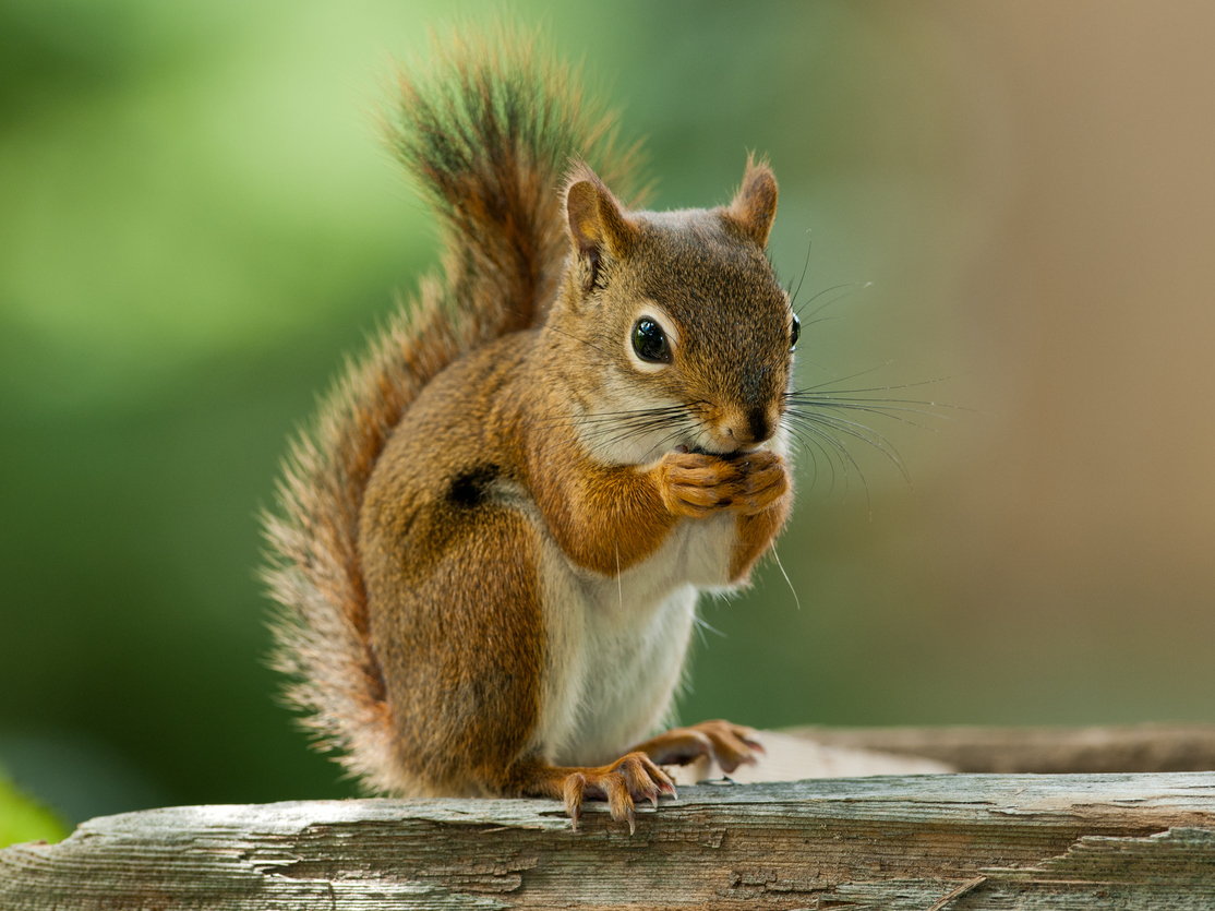 Gray squirrel in a forest
